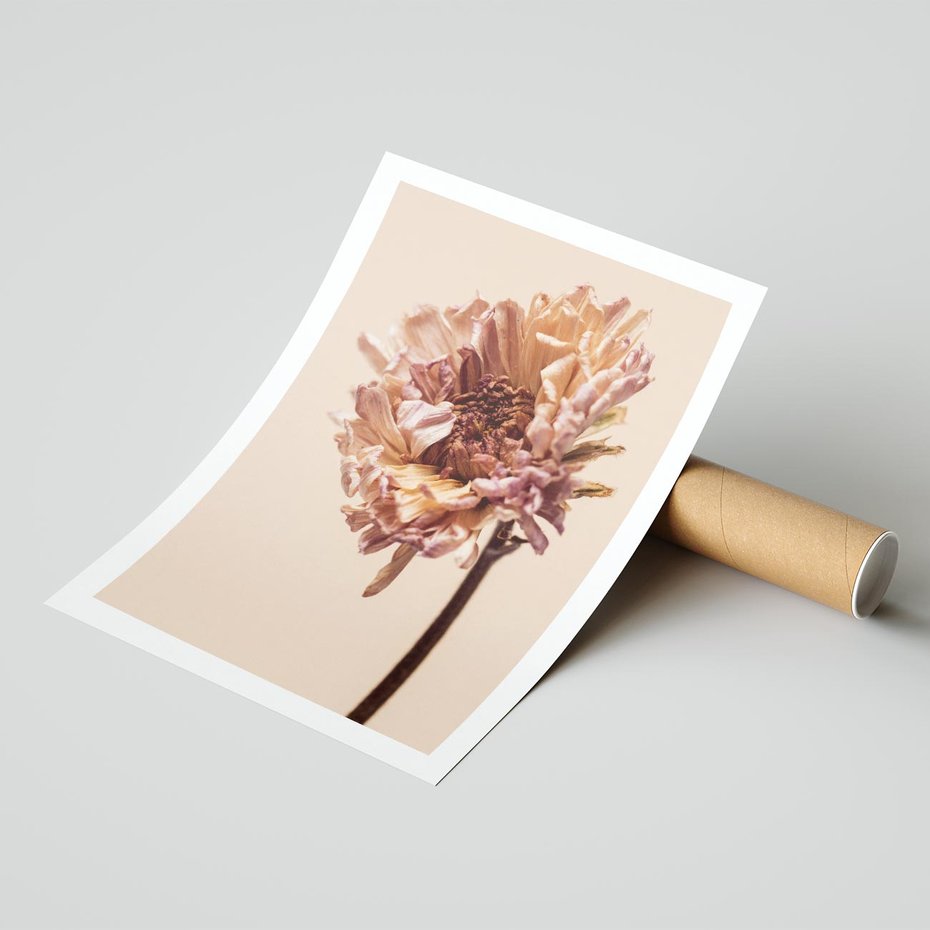 Plakat bez ramy 30x40 - Delikatne piękno - suche, kwiaty