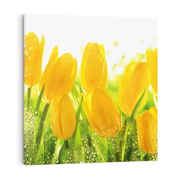 Obraz na płótnie 40x40 - Tulipany - szczyt kwiatowego piękna - tulipany, kwiaty