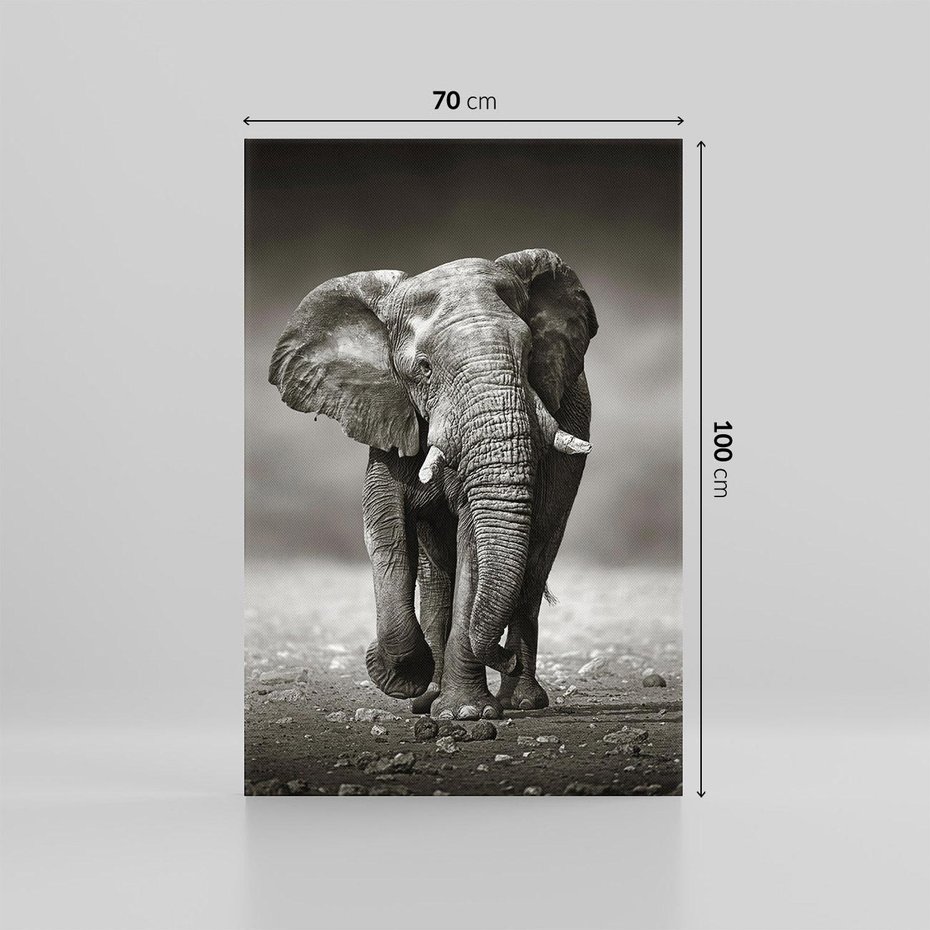 Obraz na płótnie 70x100 - Majestatyczny słoń Afryki - słoń, Afryka