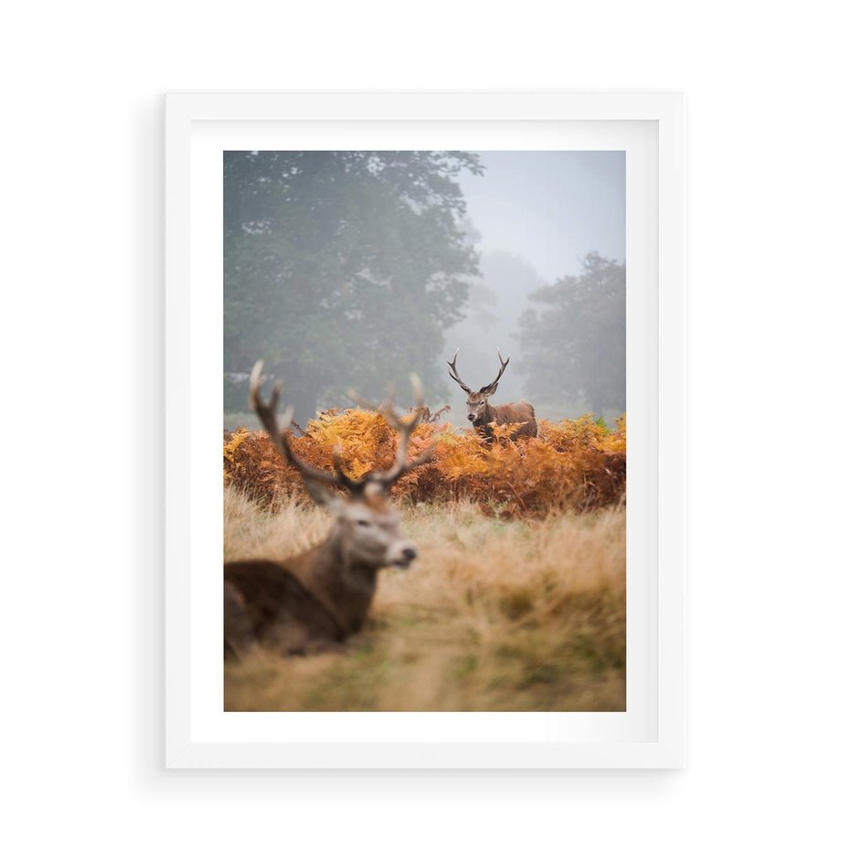 Plakat w ramie 50x70 - Malownicza Harmonia - jelenie, jesień - rama biała