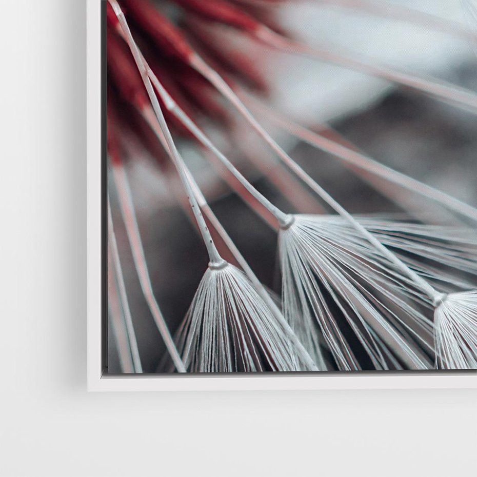 Obraz w ramie 80x80 - Makro świat dmuchawca - dmuchawiec, makro - rama biała