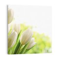 Obraz na płótnie 50x50 - delikatność kwiatów - tulipany, kwiat