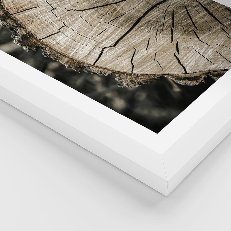 Plakat w ramie 50x70 - Wnętrze Natury - pień, przecięty pień - rama biała