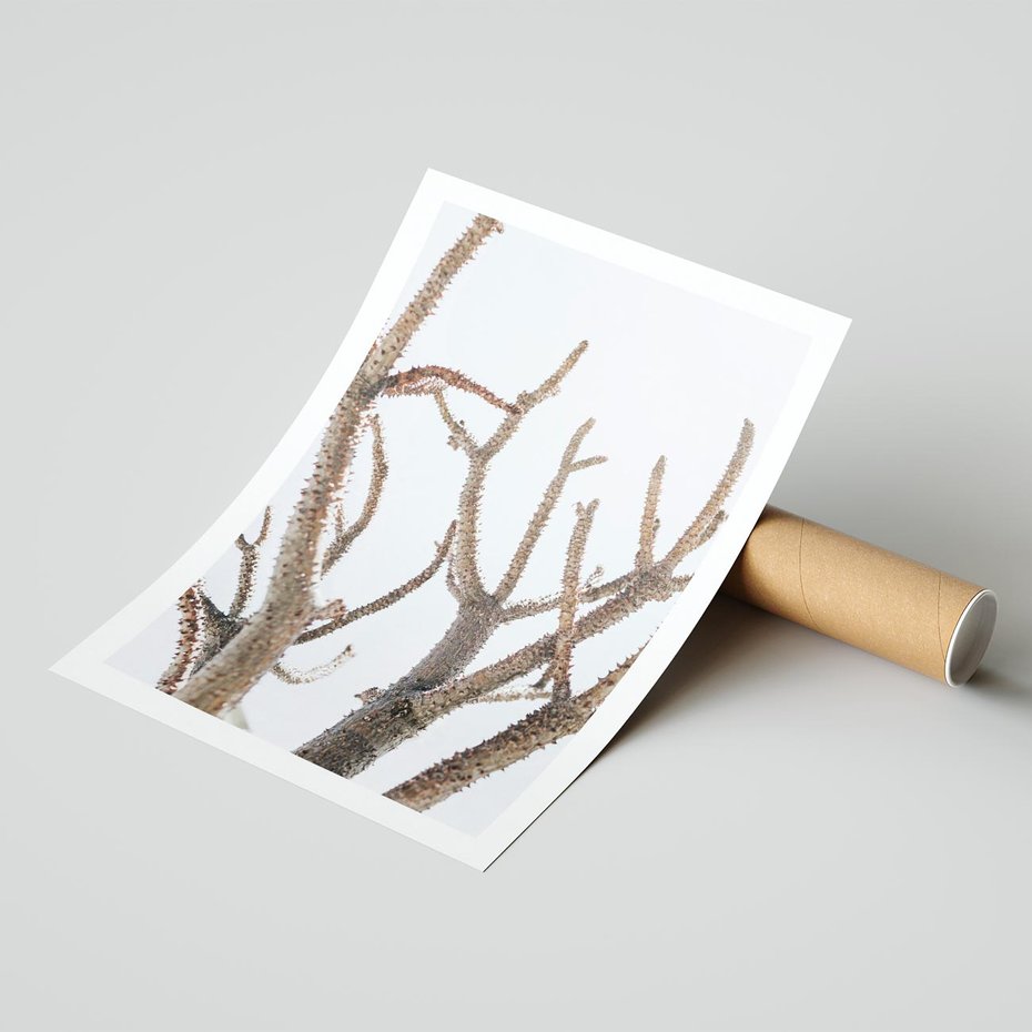 Plakat bez ramy 50x70 - Pustynna Harmonia Gałęzi - pustynna roślina, suche gałęzie