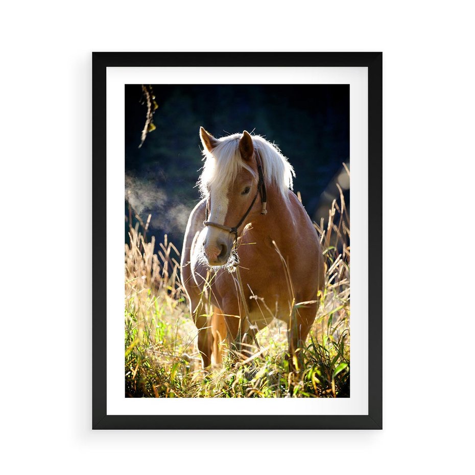 Plakat w ramie 50x70 - Spotkanie konia na łące - koń, łąka - rama czarna