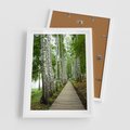 Plakat w ramie 50x70 - Spacer ścieżką przez brzozowy las - las, ścieżka - rama biała