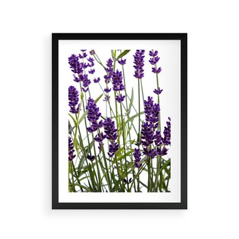 Plakat w ramie 40x50 - Fioletowa harmonia lawendy - lawenda, fiolet - rama czarna