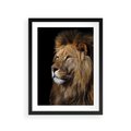 Plakat w ramie 30x40 - Władca Dzikiej Przyrody - lew, król - rama czarna