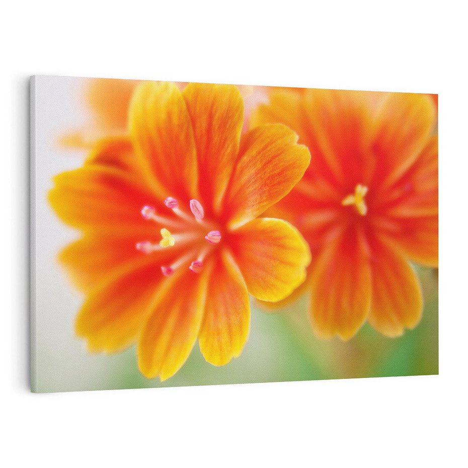 Obraz na płótnie 120x80 - Urok kwiatów - kwiat, kwiaty