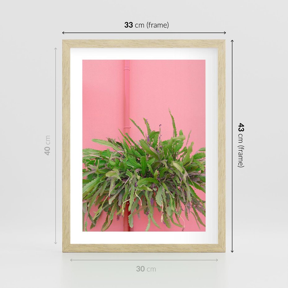 Plakat w ramie 30x40 - Fotografia Rośliny z Różowym Tłem - fotografia, zielona roślina na tle różwj ściany - rama drewno