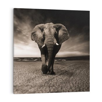 Obraz na płótnie 60x60 - Słoń - Wielki Przyjaciel Morza - słoń, plaża