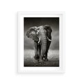 Plakat w ramie 30x40 - Majestatyczny słoń Afryki - słoń, Afryka - rama biała