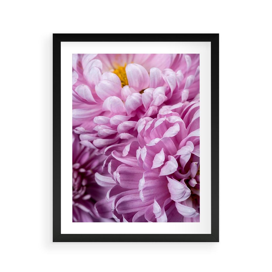 Plakat w ramie 40x50 - Fioletowy zawrót głowy - kwiat, różowy kwiat - rama czarna