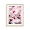 Plakat w ramie 30x40 - Kwitnąca Wiśnia - kwiaty, kwitnąca - rama drewno