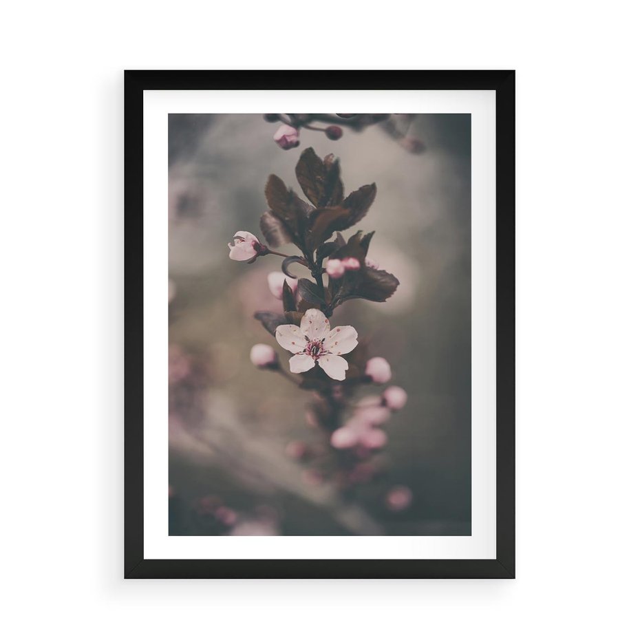 Plakat w ramie 50x70 - Przemijający Urok - kwitnąca, wiśnia - rama czarna