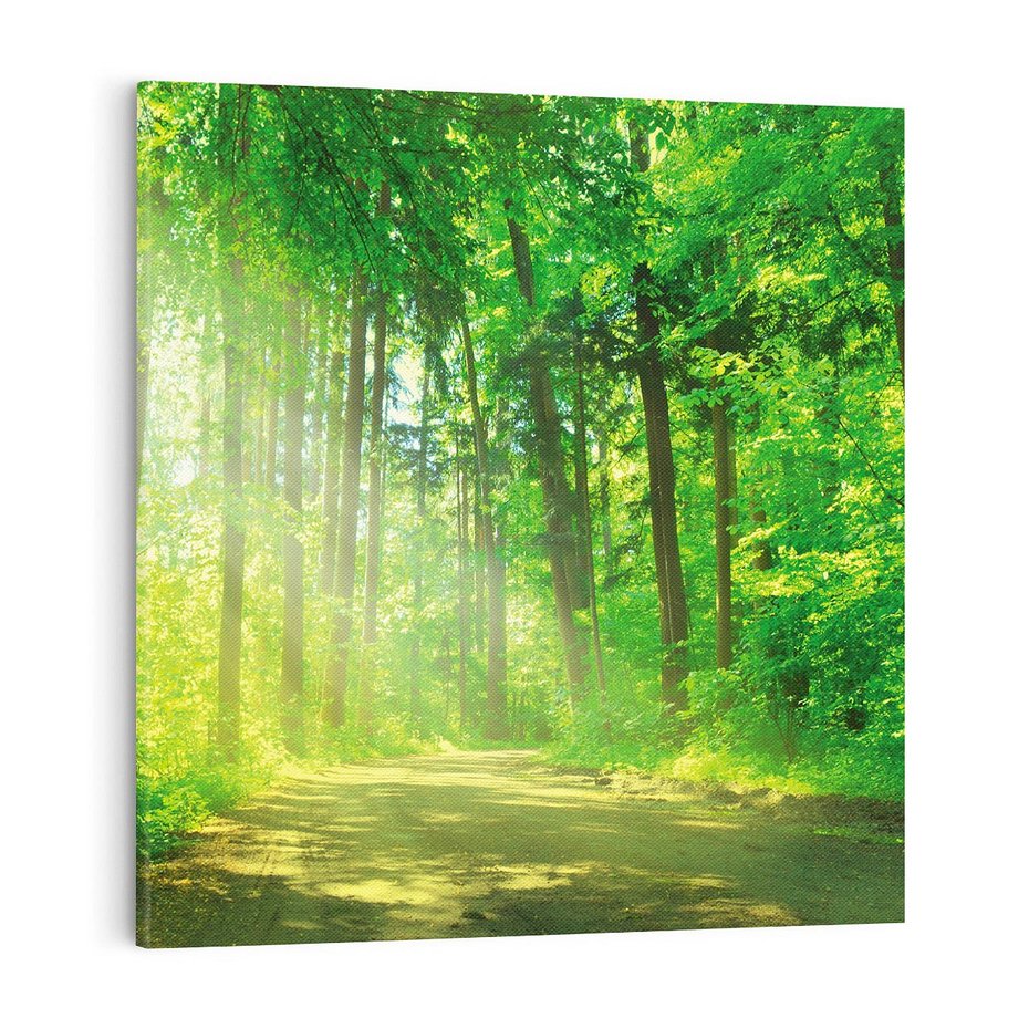 Obraz na płótnie 70x70 - Urok lasu na drodze - las, drzewa