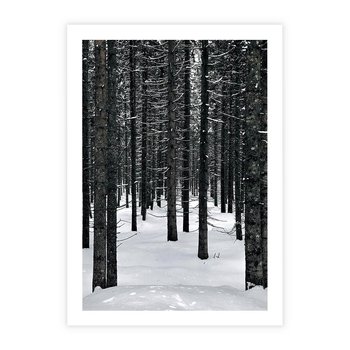 Plakat bez ramy 50x70 - Zimowe Drzewa: Śnieg na Pniach - drzew w zimi, pnie drzew