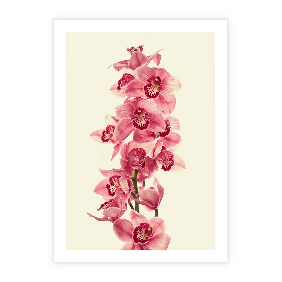 Plakat bez ramy 50x70 - Orchidea w spa - relaks - orchidea, spa