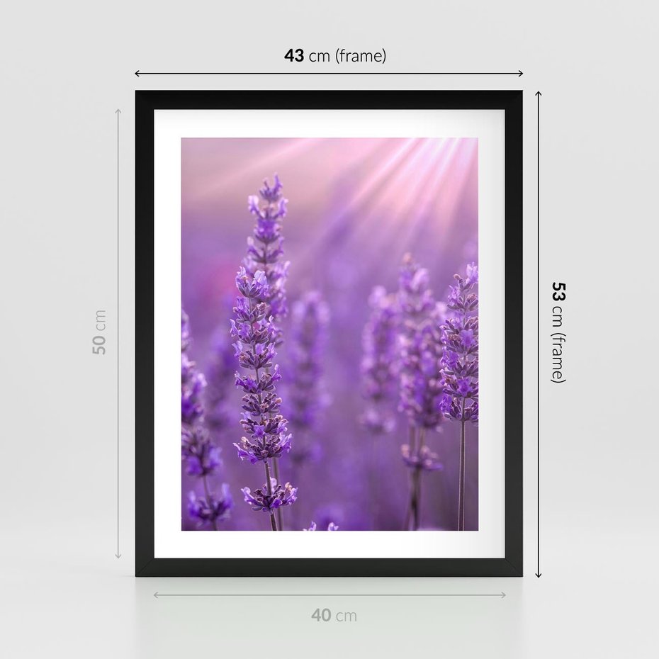 Plakat w ramie 40x50 - Fioletowa harmonia lawendy - lawenda, fiolet - rama czarna