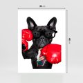 Plakat bez ramy 30x40 - Boksujący mops - pies - boks, mops