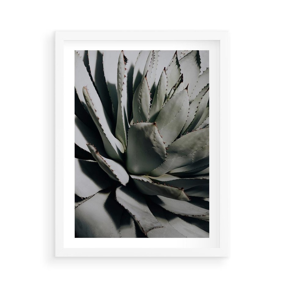 Plakat w ramie 50x70 - Sukulenty wśród kaktusów - sukulenty, kaktusy - rama biała