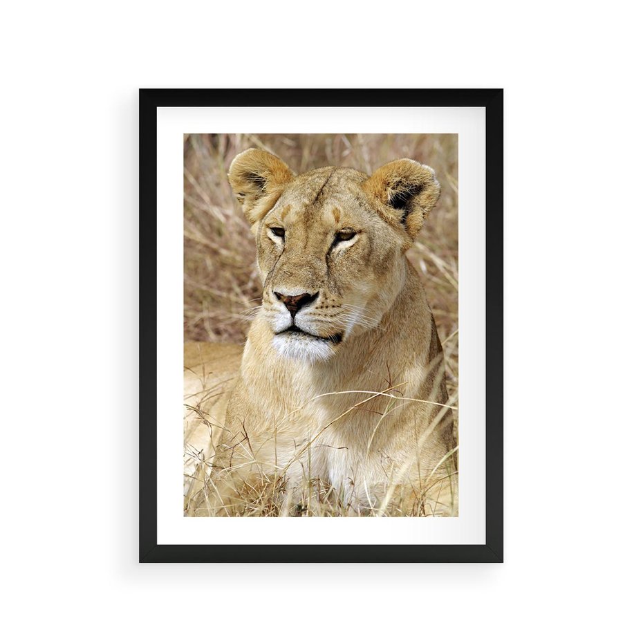 Plakat w ramie 30x40 - Potęga lwów w Afryce - lew, lwica - rama czarna