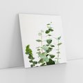 Obraz na płótnie 40x40 - Żywa eukaliptusowa zieleń - eukaliptus, zielone