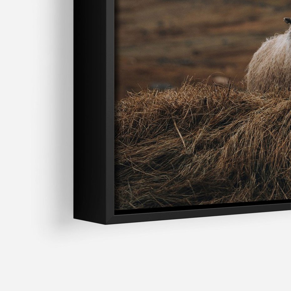 Obraz w ramie 50x70 - Owiecka panorama - góry, owca - rama czarna