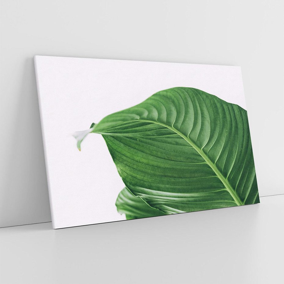 Obraz na płótnie 100x70 - Zielone liście monstery - liście, monstera