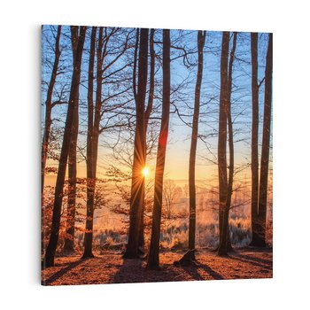 Obraz na płótnie 80x80 - Piękno lasu - las, drzewa