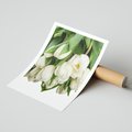 Plakat bez ramy 21x30 - Białe tulipany w pełnym rozkwicie - białe, tulipany
