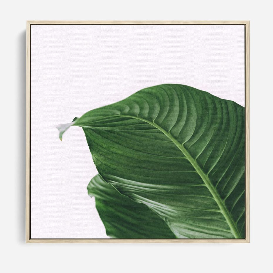 Obraz w ramie 50x50 - Zielone liście monstery - liście, monstera - rama drewno