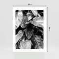 Plakat bez ramy 30x40 - Liście w Czarno-Białej Fotografii - liście, roślina