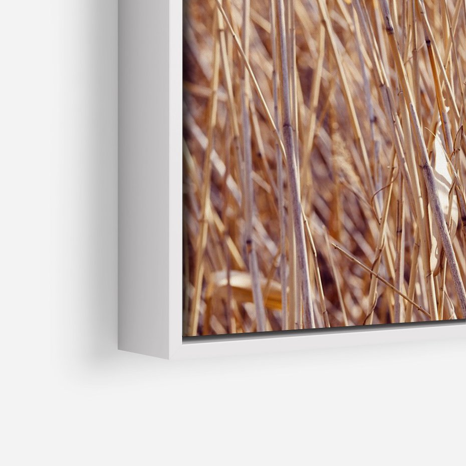Obraz w ramie 80x120 - Mistrzowskie suche trawy - suche, trawy - rama biała