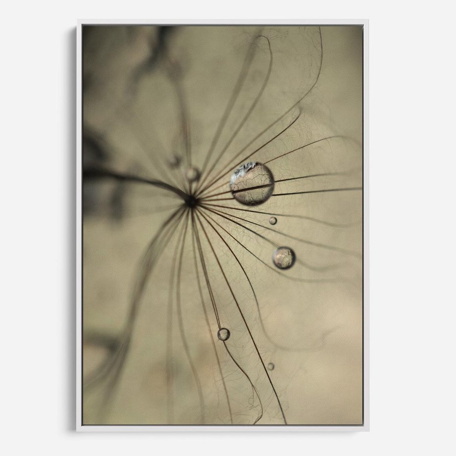 Obraz w ramie 80x120 - Delikatność dmuchawców - dmuchawce, krople - rama biała