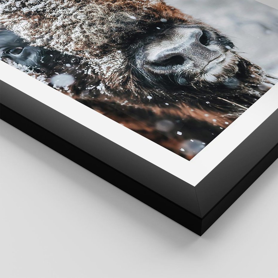 Plakat w ramie 30x40 - Żubr w Krainie Śniegu - żubr, zima - rama czarna