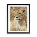 Plakat w ramie 50x70 - Potęga lwów w Afryce - lew, lwica - rama czarna
