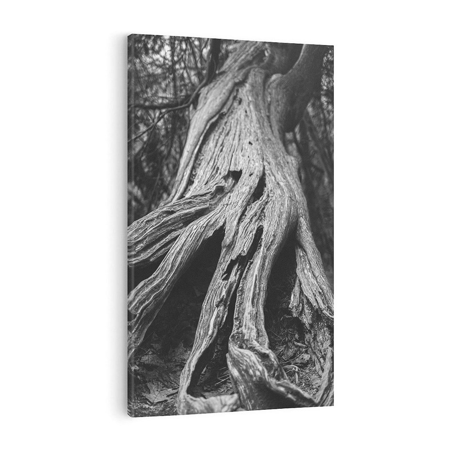 Obraz na płótnie 80x120 - Siła Natury - czarno biała fotografia, korzenie wielkiego drzewa