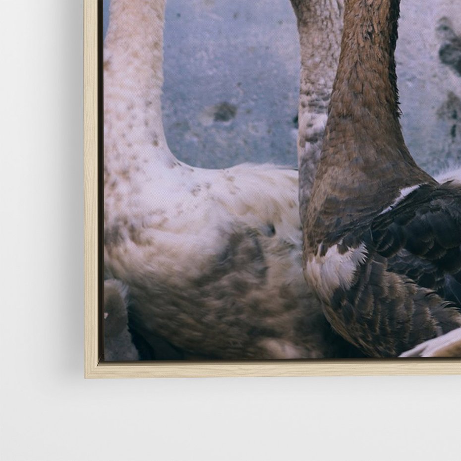 Obraz w ramie 50x70 - Spotkanie Wśród Piór - uchwycony moment, fotografia - rama drewno