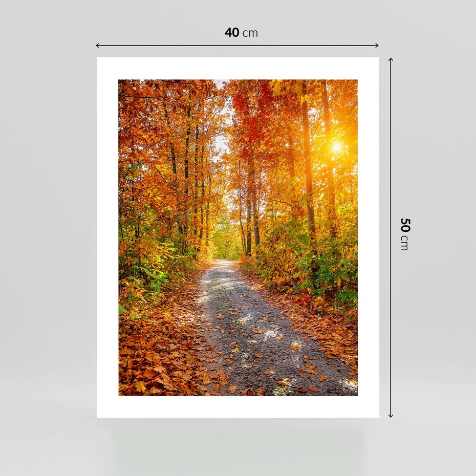 Plakat bez ramy 40x50 - Kolorowe drzewa na ścieżce jesieni - las, jesień