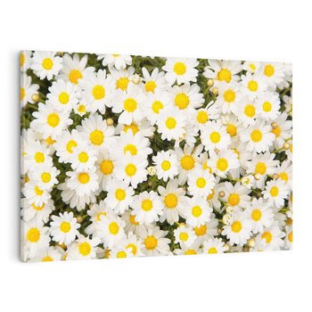 Obraz na płótnie 120x80 - Delikatność Kwiatowej Przyrody - stokrotki, kwiaty