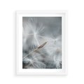Plakat w ramie 40x50 - Piękno w Delikatności - dmuchawiec, makro zdjęcie - rama biała