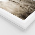 Plakat w ramie 50x70 - Kłosy Pszenicy w Sepii - zboże, kłos pszenicy - rama biała