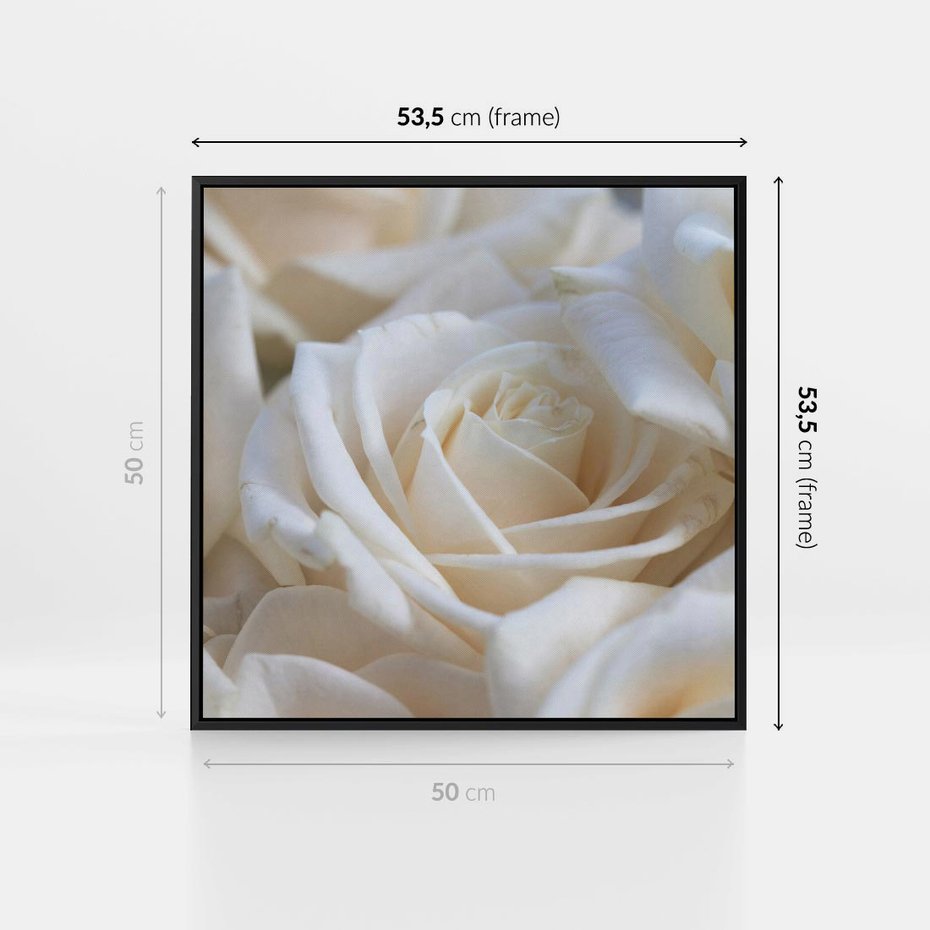 Obraz w ramie 50x50 - Białe róże piękności - białe, róże - rama czarna
