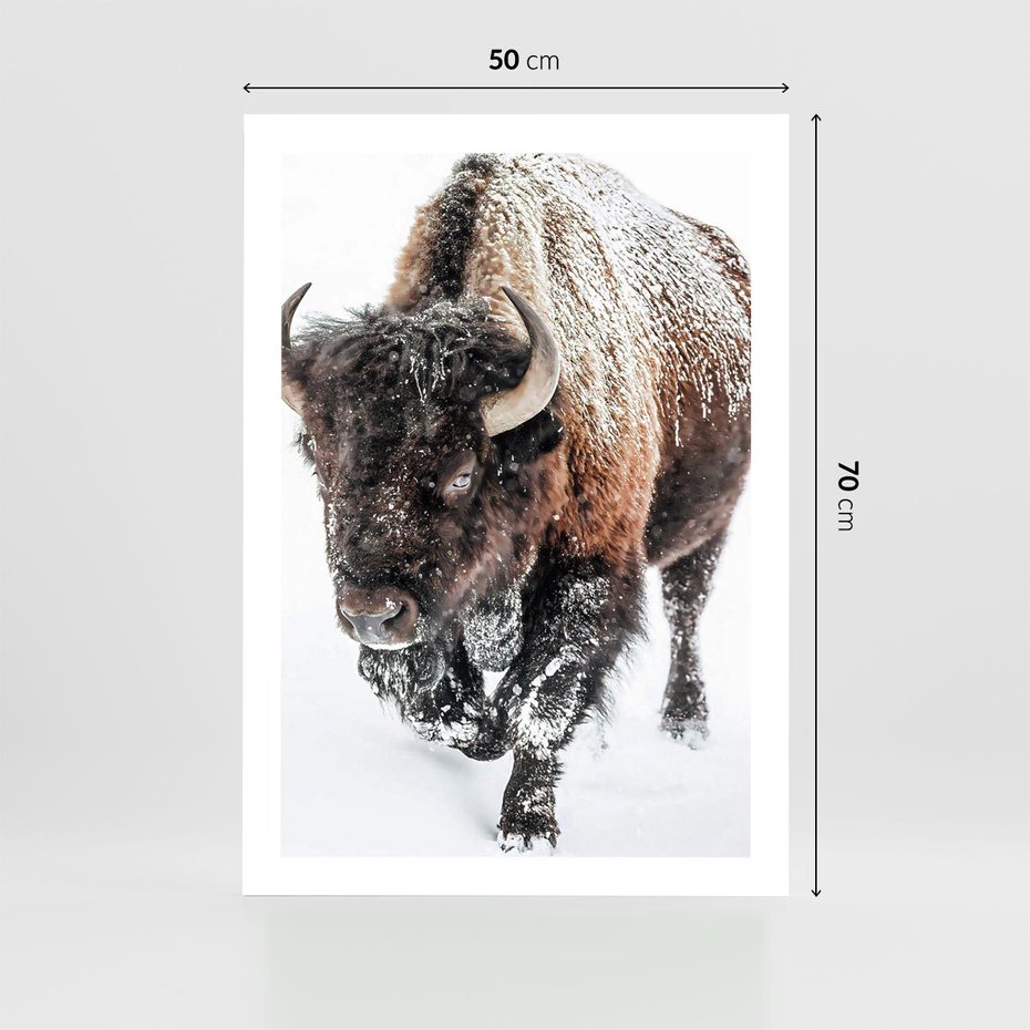 Plakat bez ramy 50x70 - Zimowy Władca Puszczy - żubr, bizon