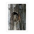 Plakat bez ramy 30x40 - Tajemniczy W świecie Nocy - sowa, dziupla