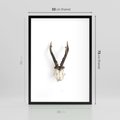 Plakat w ramie 50x70 - Minimalistyczne Poroże Jelenia - poroże jelenia na ścianie, minimalizm - rama czarna
