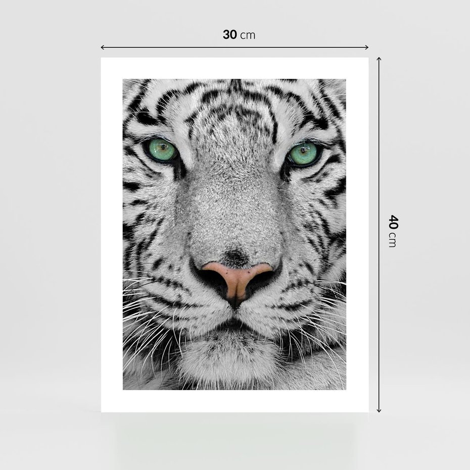 Plakat bez ramy 30x40 - Magia Białego Tygrysa - biały, tygrys