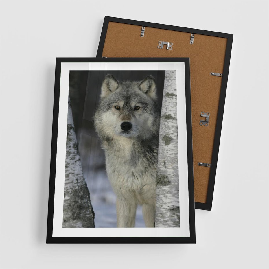 Plakat w ramie 50x70 - Wilk w Zimowym Lesie - wilk, las - rama czarna