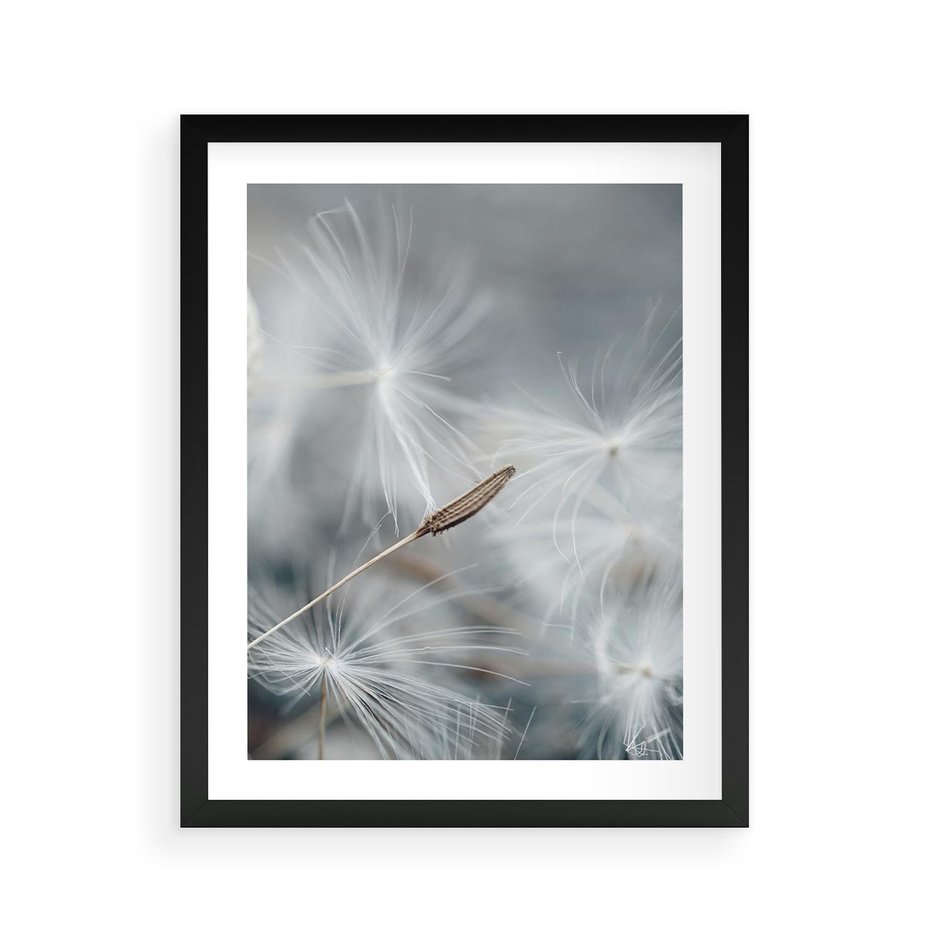 Plakat w ramie 40x50 - Piękno w Delikatności - dmuchawiec, makro zdjęcie - rama czarna